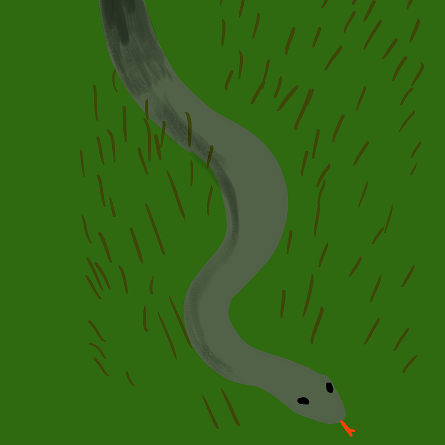 illustration of a gray snake moving through a field of green grass