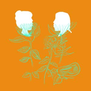 Abstract illustration of two small white heads attached to the vine of a plant or flower